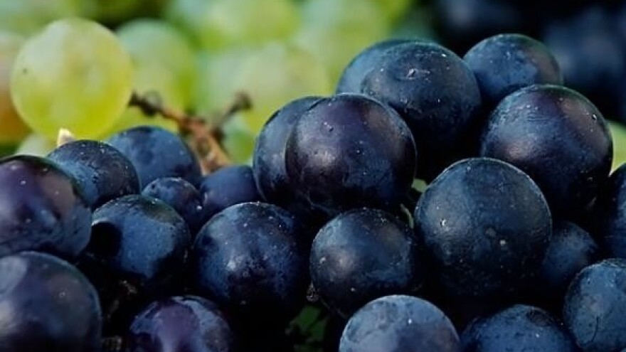 Bit će đakovačkih vina