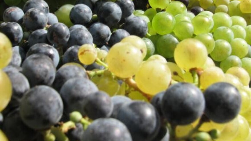 Neizvjestan otkup grožđa