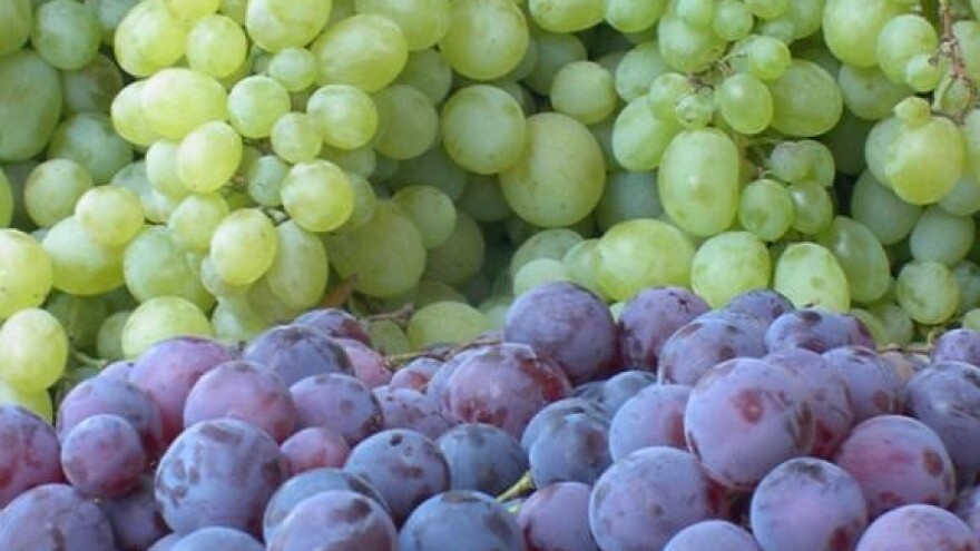 Od berbe do mladog vina