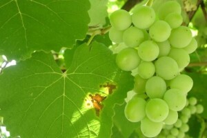 Osnovana Koordinacija vinskih udruga