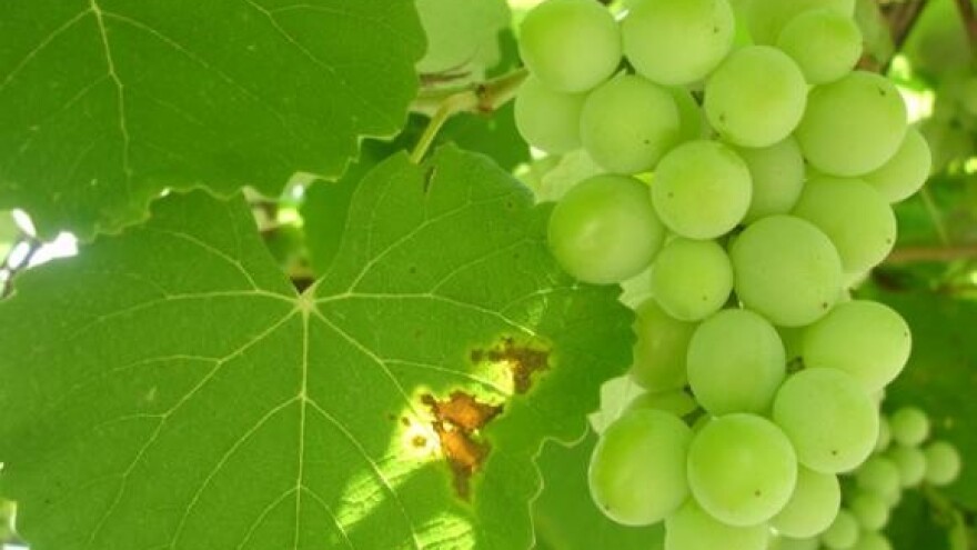 Osnovana Koordinacija vinskih udruga