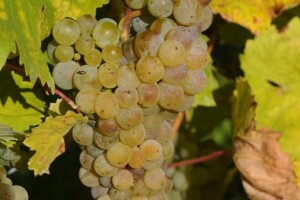 Vinogradi pod vodom