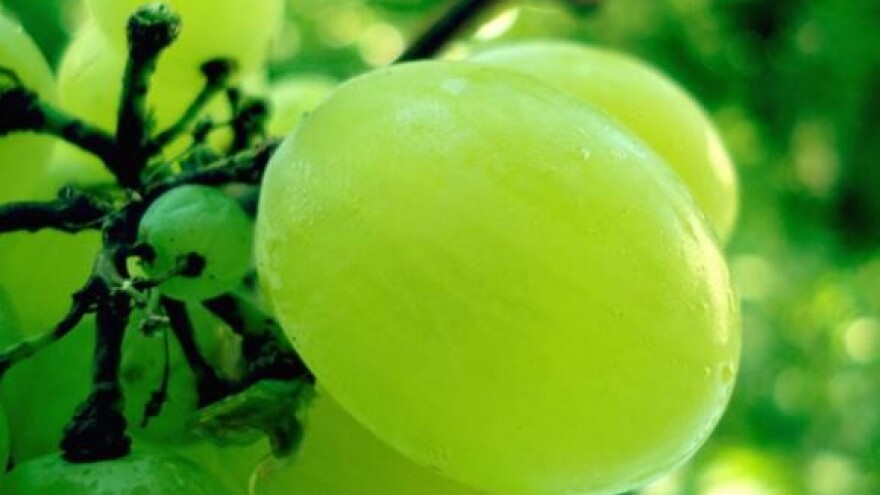 Sufinanciranje otkupa grožđa