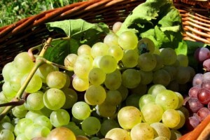 Nezadovoljni mali vinogradari