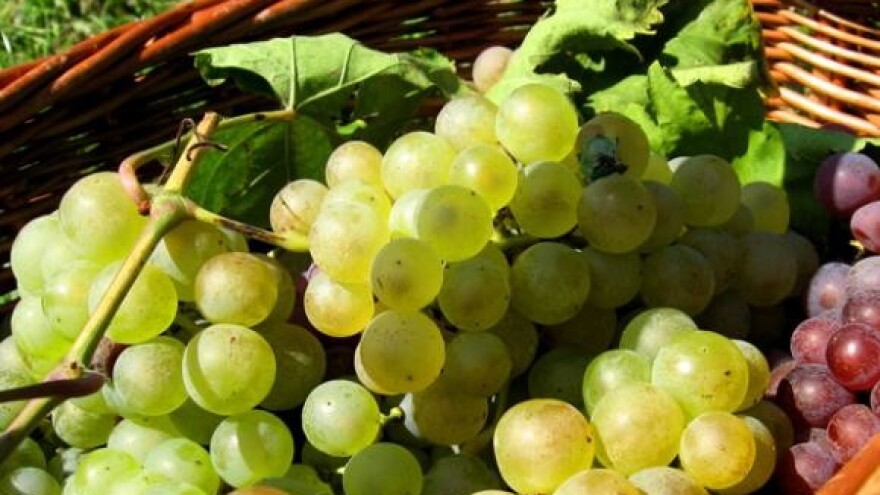 Nezadovoljni mali vinogradari