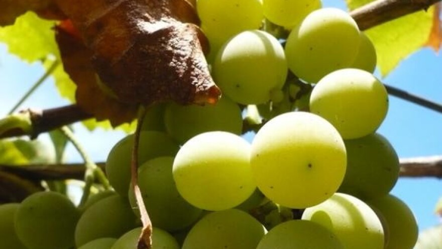 Berba grožđa u blatu