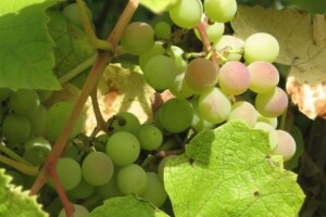 Inspekcije kreću u nadzor prometa grožđa