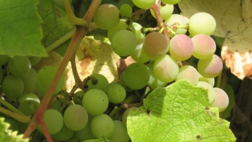 Inspekcije kreću u nadzor prometa grožđa