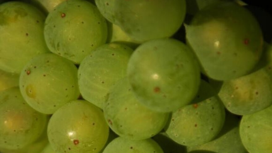 Kombajn za berbu grožđa zamjenjuje berače