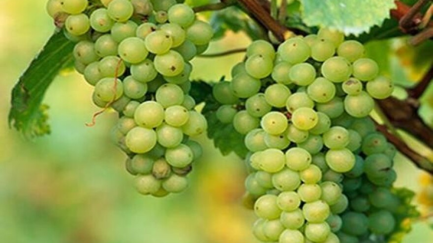 Vrbnička žlahtina na sigurnom