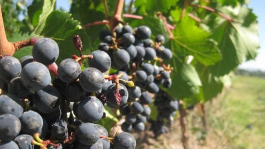 Života od loze više nema!