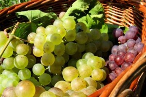 Nekontrolirani uvoz grožđa uništava vinogradare