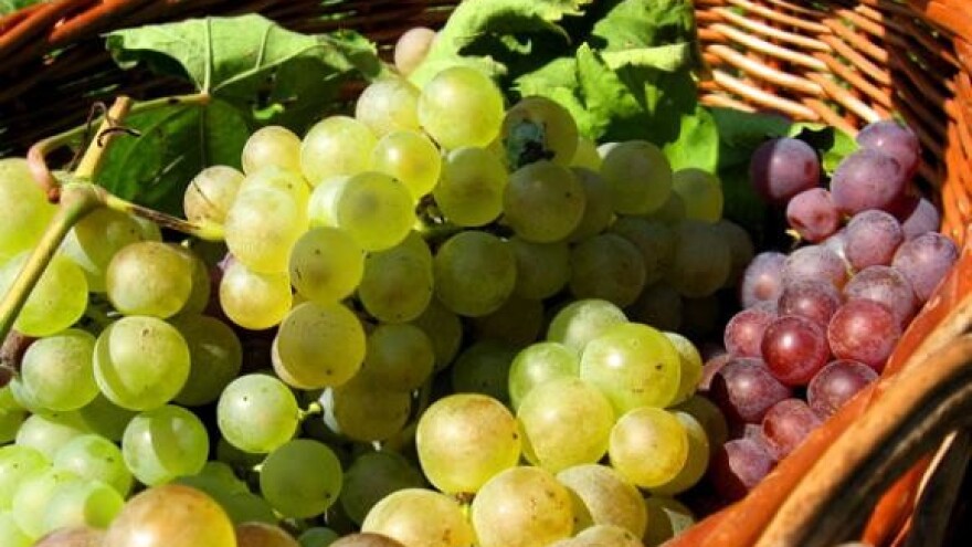 Nekontrolirani uvoz grožđa uništava vinogradare