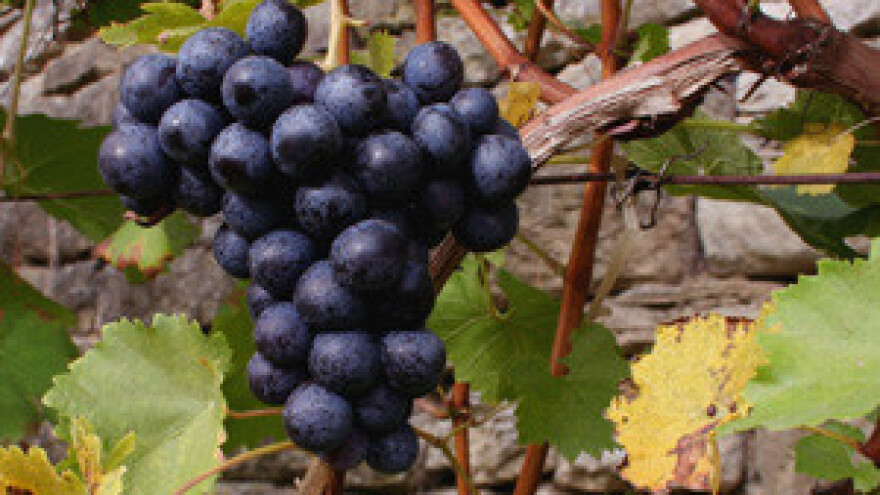 Vinski podrumi puni još od lani