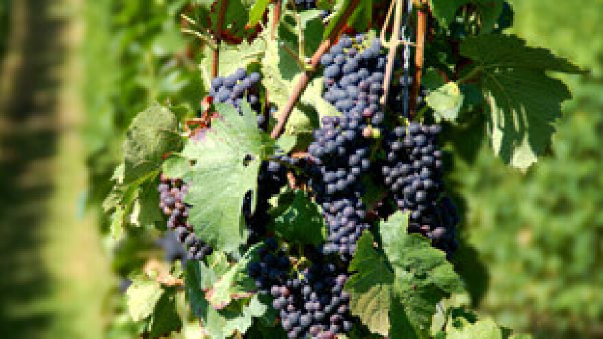 Hrvatska nije prepoznata kao vinska zemlja