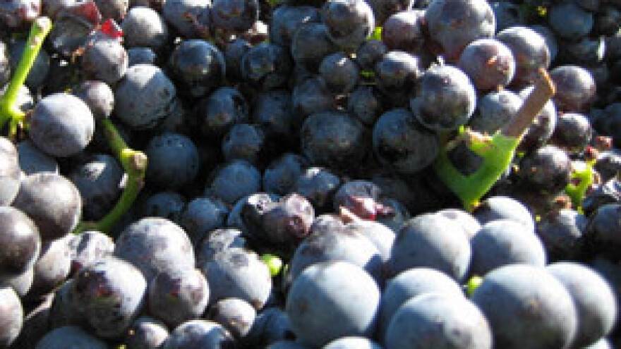 Objavljen natječaj za sufinanciranje otkupa grožđa
