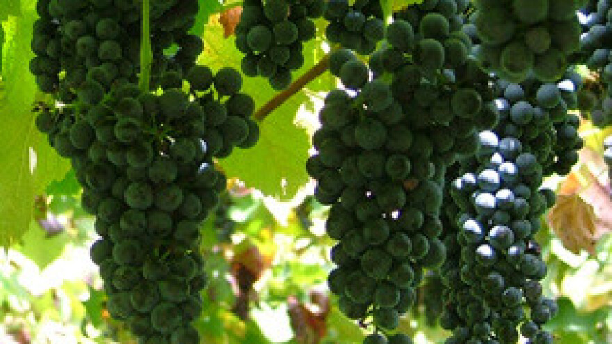 Badel uvodi Korlat na tržište