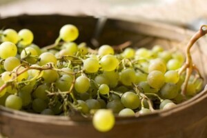 Vinogradari nezadovoljni cijenom grožđa