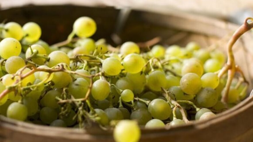 Vinogradari nezadovoljni cijenom grožđa