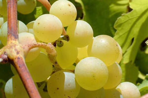 Sorta sauvignon na listi preporučenih kultivara vinove loze