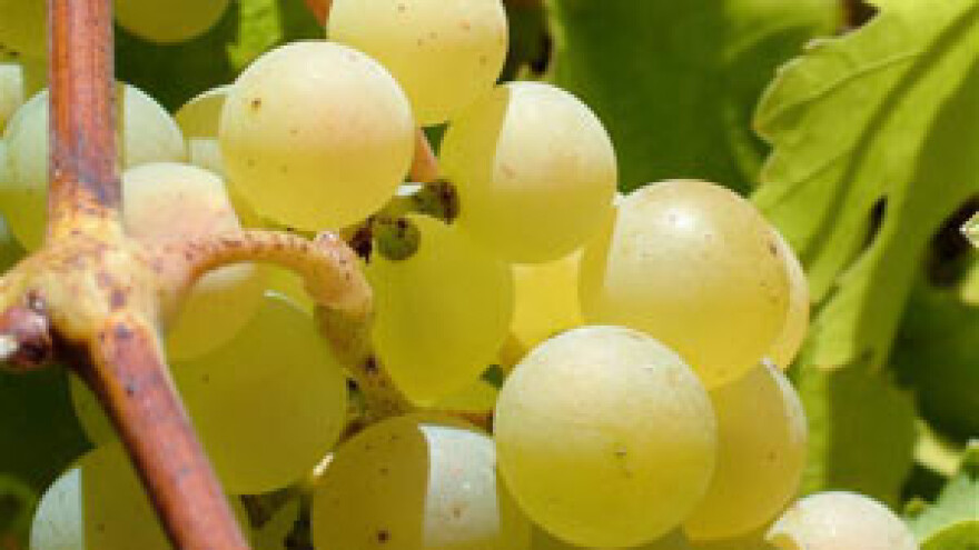 Sorta sauvignon na listi preporučenih kultivara vinove loze