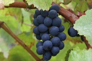VINCRO otvorio strana tržišta ravnokotarskim vinima