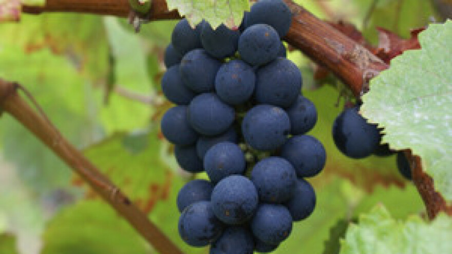 VINCRO otvorio strana tržišta ravnokotarskim vinima