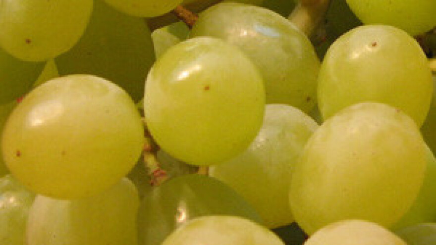 Najnagrađivaniji međimurski vinar