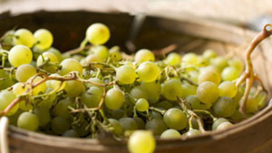 U Feravinu kreirali vinski brend Miraz