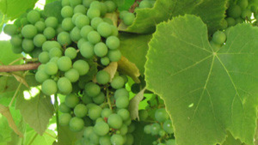 Počinje brendiranje vinske Hrvatske