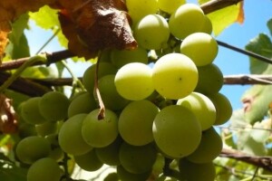 Vinogradari traže 3,52 kuna za kilogram grožđa