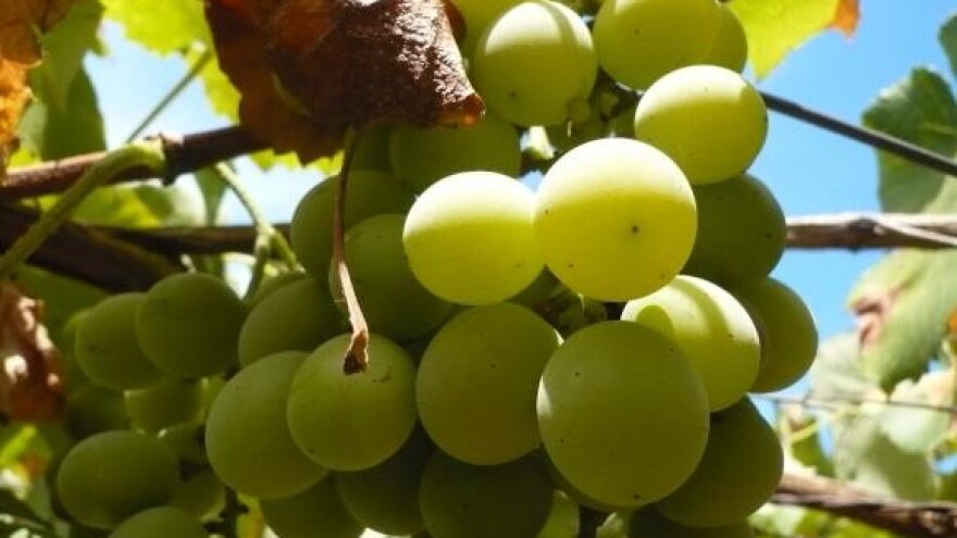 Vinogradari traže 3,52 kuna za kilogram grožđa
