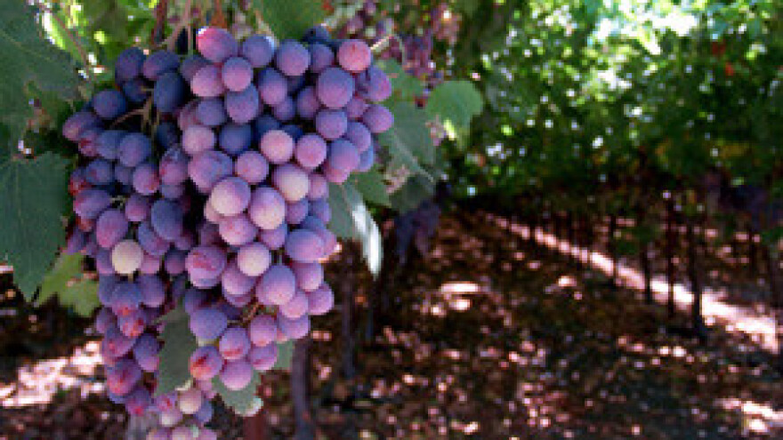 Proizvođači vrhunskih vina