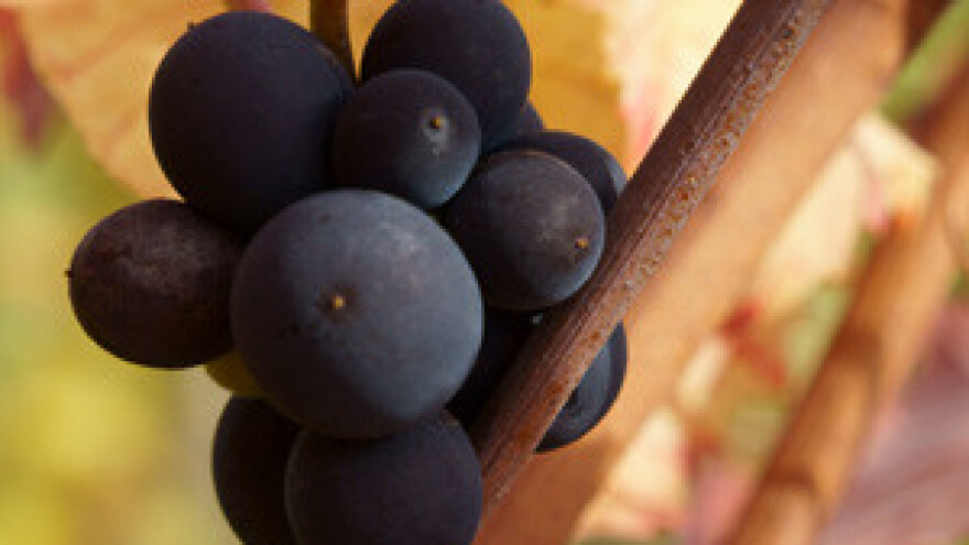 Ocjenjivanje vina u Feričancima