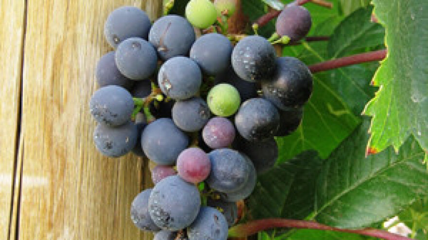 Stankovci prerasli u vinsko središte