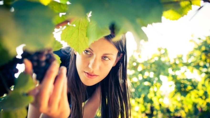 Raste izvoz EU vina na vanjska tržišta