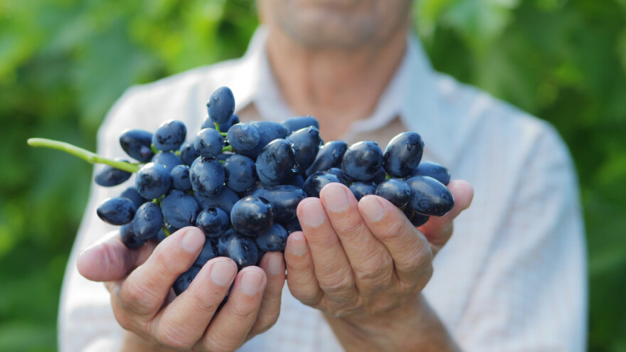 Rejonizacija i Vinogradarski registar za kvalitet grožđa i vina