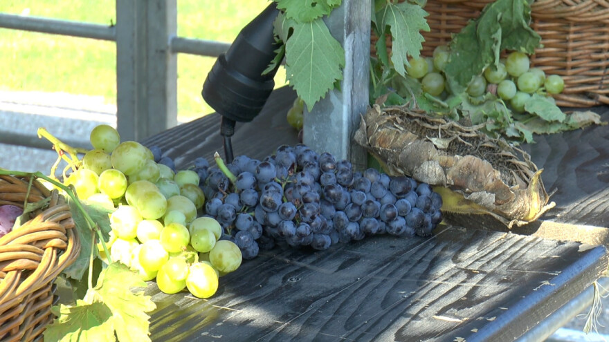 Uskoro kreće berba grožđa, a kod Brestovačkog - zlato u vinu?