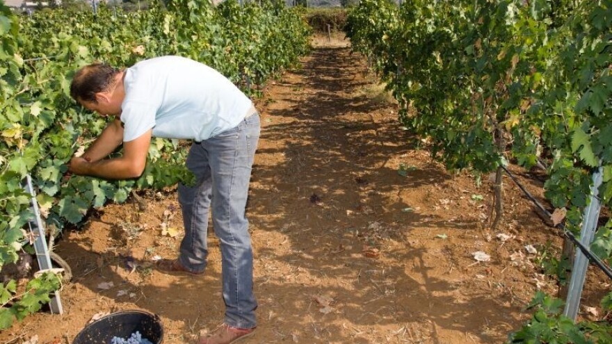 Ublažite stres od suše na vinovoj lozi!