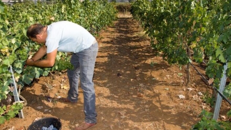 Ublažite stres od suše na vinovoj lozi!