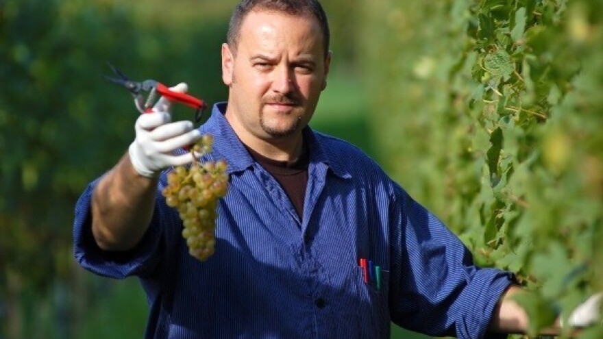 Berba grožđa pri kraju - otkupljena većina uroda!