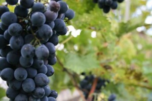 Visok slad grožđa obećava i visoku kvalitetu vina