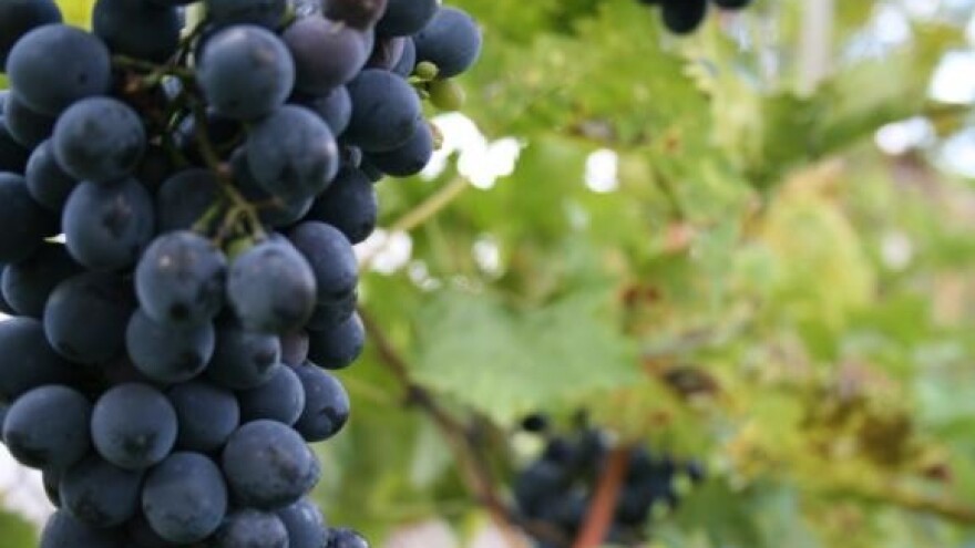 Visok slad grožđa obećava i visoku kvalitetu vina