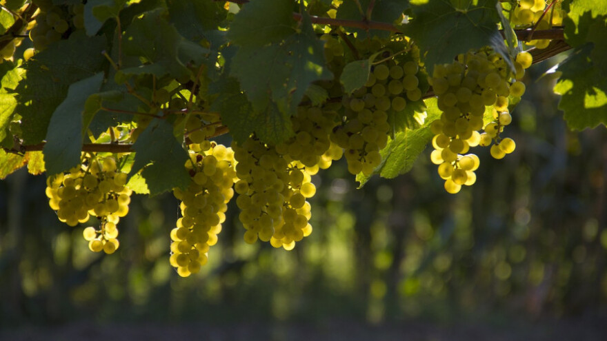 Egipatsko grožđe s tržišta izguralo španjolsko
