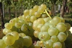 Graševini osigurati zaštitu porijekla