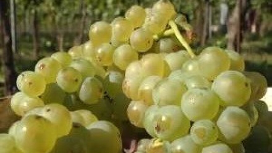 Graševini osigurati zaštitu porijekla