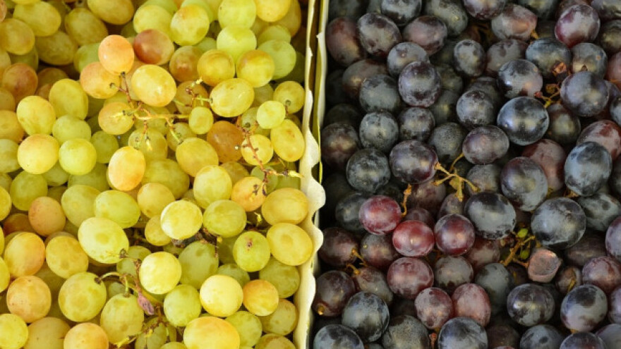 Grožđebal 8. septembra u Sremskim Karlovcima