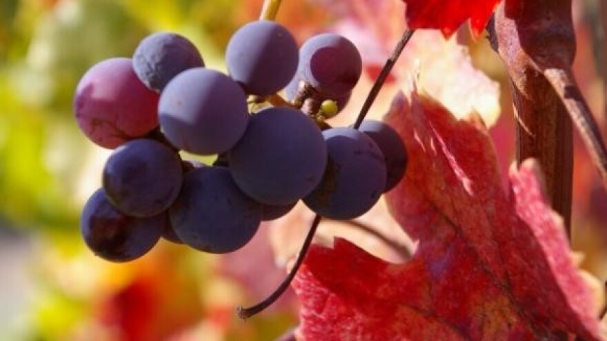 Uzgoj vinove loze na kiselim tlima