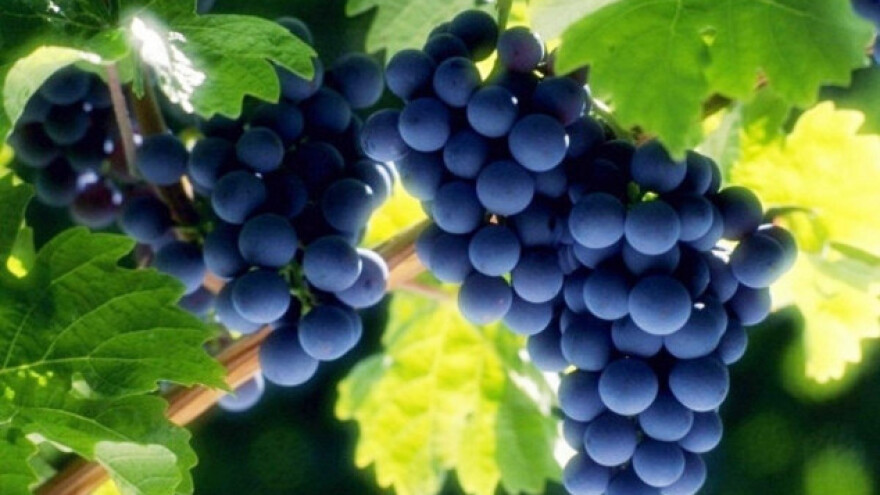 Organska proizvodnja vina u Srbiji