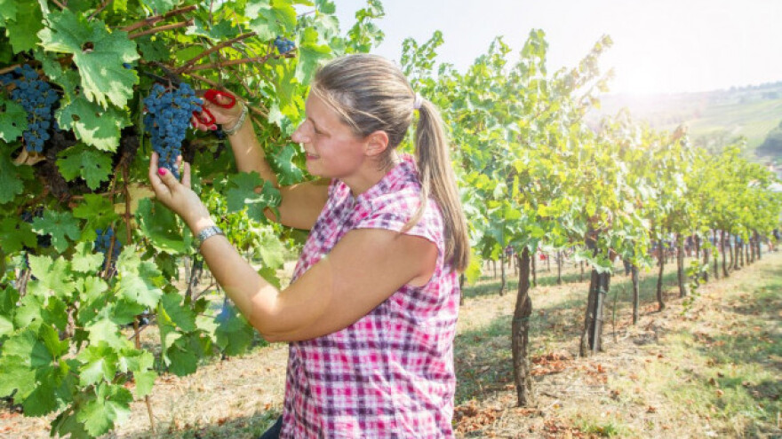 Pola grožđa proda se na crno!?